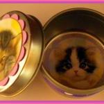 Magnets - Cat Magnet Set In Gift Tin - 5 Magnets