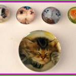 Magnets - Cat Magnet Set In Gift Tin - 5 Magnets